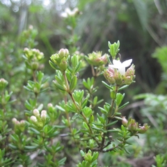 Arcytophyllum thymifolium