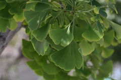 Ginkgo biloba