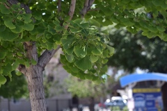 Ginkgo biloba