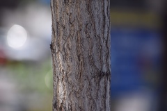 Ginkgo biloba