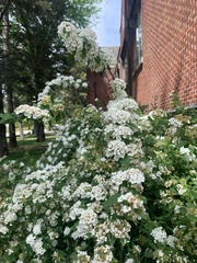 Spiraea × vanhouttei