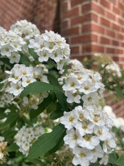 Spiraea × vanhouttei