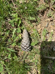 Pinus taeda