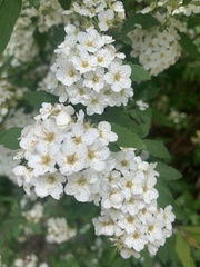 Spiraea × vanhouttei