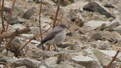 Muscisaxicola rufivertex