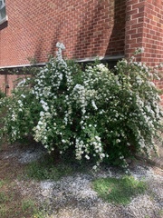 Spiraea × vanhouttei