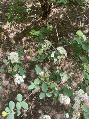 Magnoliopsida