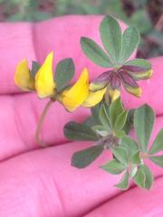 Lotus longisiliquosus