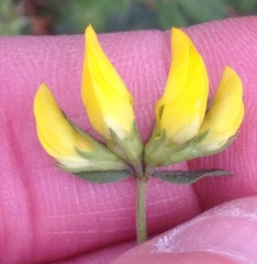 Lotus longisiliquosus