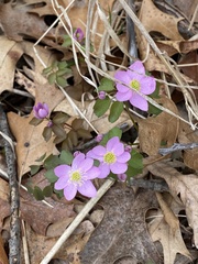 Thalictrum thalictroides