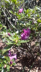 Rhododendron