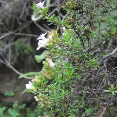 Arcytophyllum thymifolium