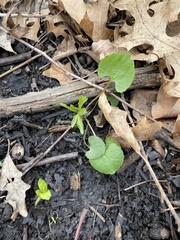 Ranunculus abortivus
