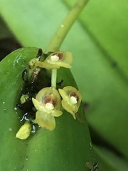 Pleurothallis dibolia