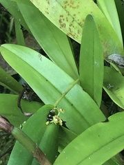Pleurothallis dibolia