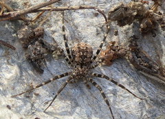 Hersiliola
