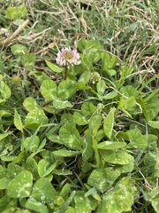 Trifolium repens