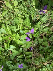 Viola sororia