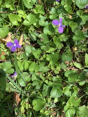 Viola sororia