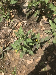 Sonchus