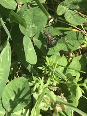 Delphinia picta