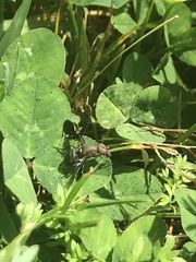Delphinia picta