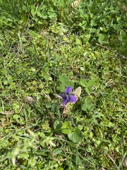 Viola
