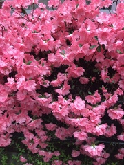Rhododendron