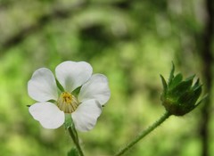 Potentilla carniolica