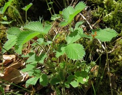 Potentilla carniolica