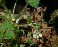 Potentilla carniolica