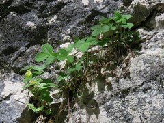Potentilla carniolica