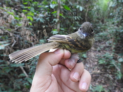 Ramphotrigon fuscicauda