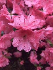Rhododendron