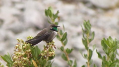 Oreotrochilus leucopleurus