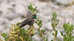 Oreotrochilus leucopleurus