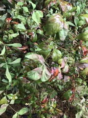 Nandina domestica