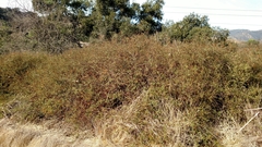 Lonicera subspicata subspicata