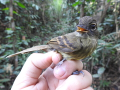 Ramphotrigon fuscicauda