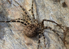 Hersiliola