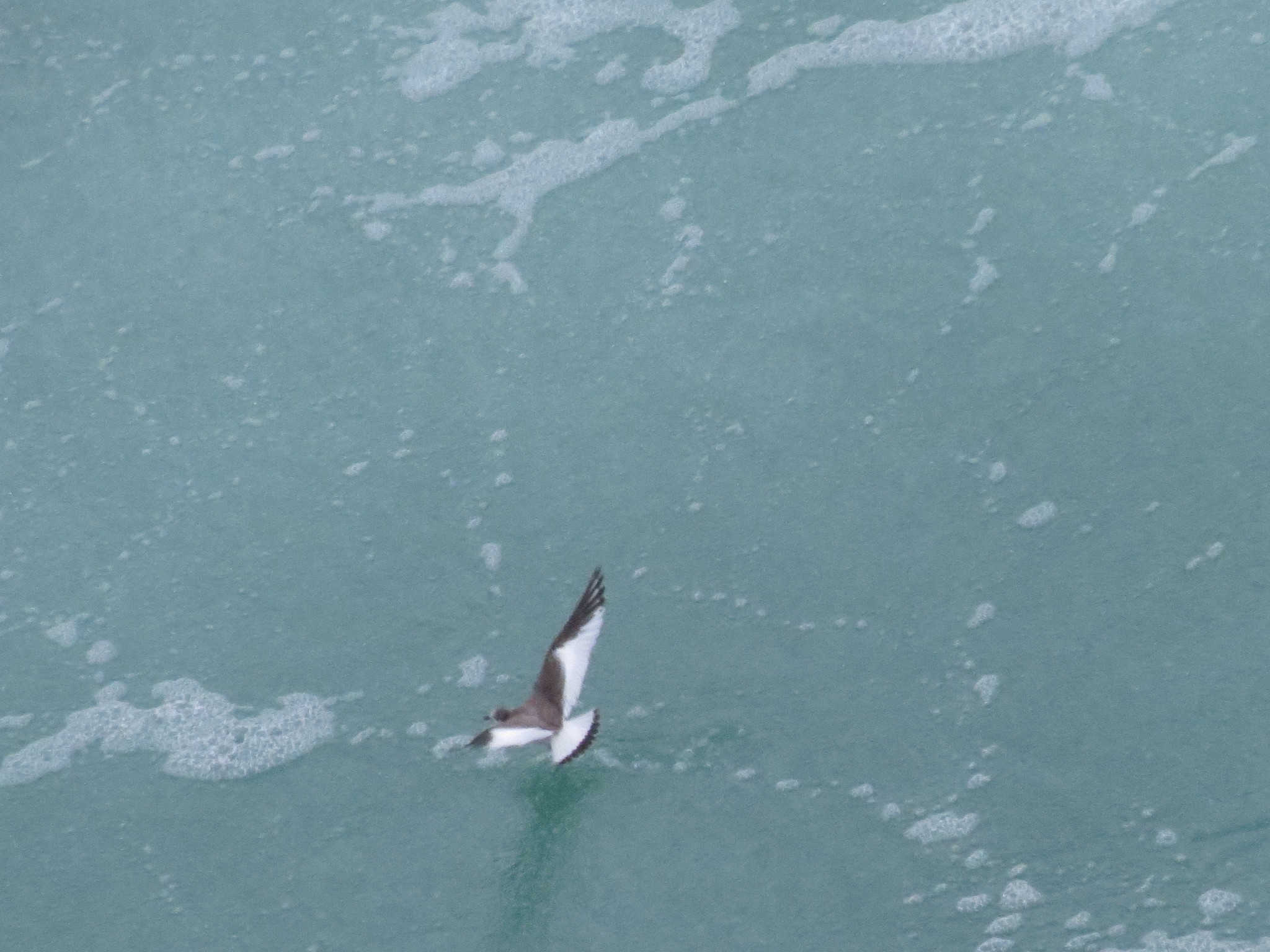 Sabine's Gull