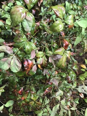 Nandina domestica