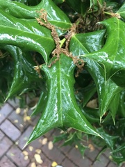 Ilex