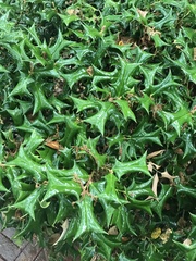 Ilex