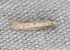 Elachistidae