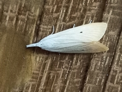 Scirpophaga incertulas