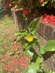 Sonchus