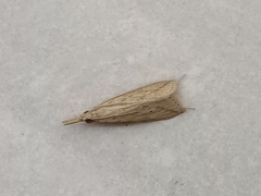 Scirpophaga incertulas