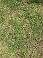 Taraxacum