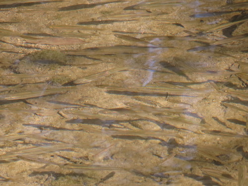 Luxilus cornutus